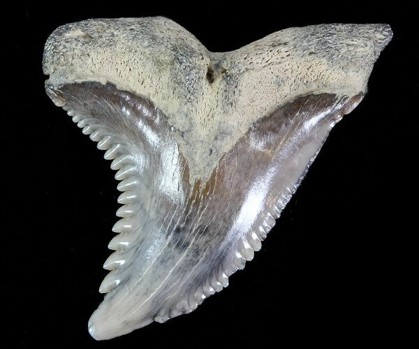 Large, Hemipristis Shark Tooth Fossil - Virginia #71129
